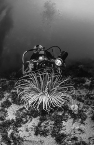 潜水员拍摄大海葵
