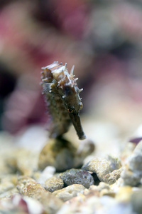 海马在珊瑚礁海域