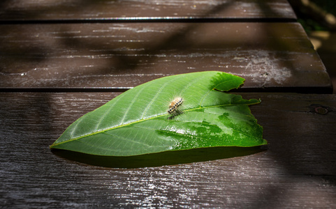 天幕毛虫图片 天幕毛虫素材 天幕毛虫插画 摄图新视界
