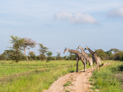 在大草原上的 Giraffas