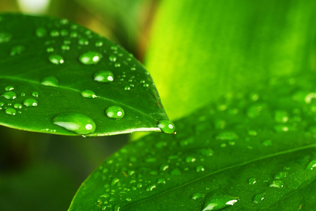 绿色的植物叶图片