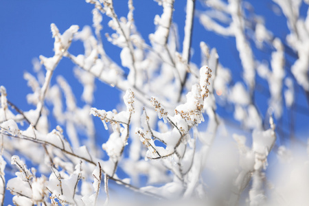 冻结在冰树的树枝