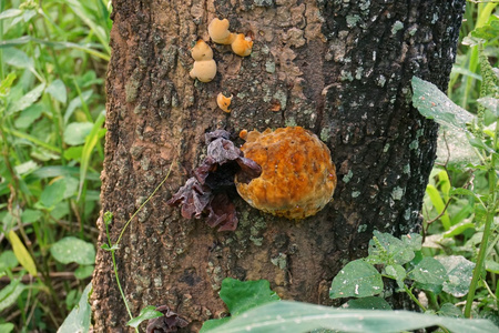 罗望子树上的野生蘑菇