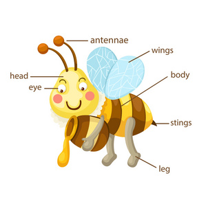 阅读的蜜蜂图片