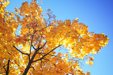 抽象的叶子背景，秋天森林中美丽的树枝，明亮温暖的阳光，橙色干燥的枫叶，秋天的季节