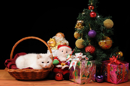 白色的猫玩圣诞老人