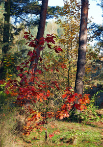 秋天森林里的红橡树