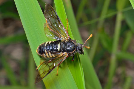 叶足昆虫关闭图片