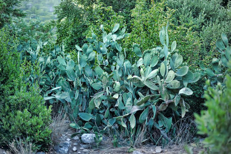 外来植物。仙人掌公园。