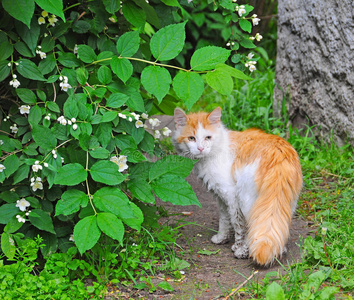 美女花丛茉莉花丛附近的猫照片