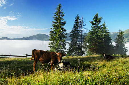 在山间草地上吃草的奶牛