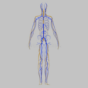 肺毛细血管图片