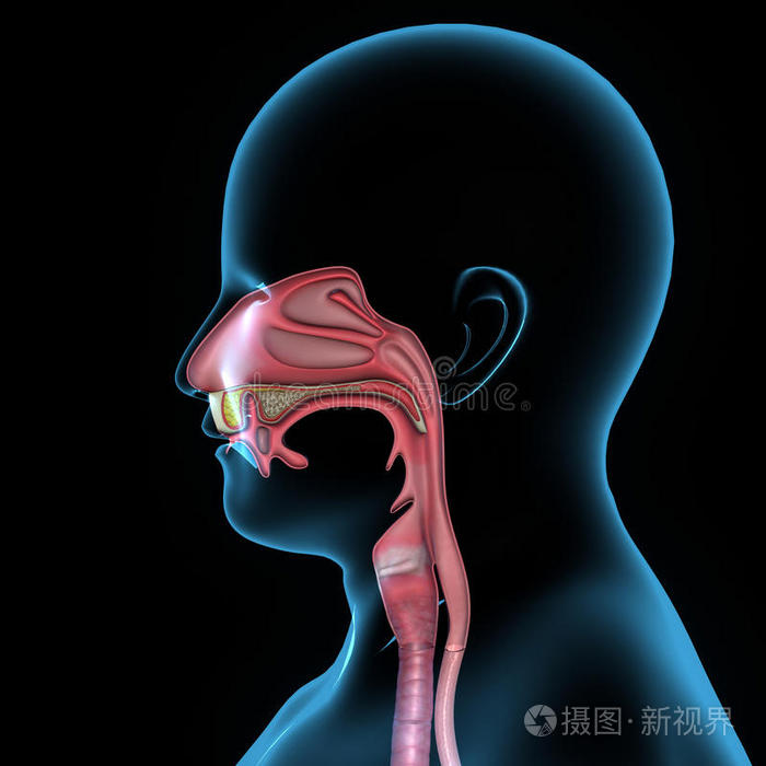 口腔解剖学插画-正版商用图片1hef59-摄图新视界
