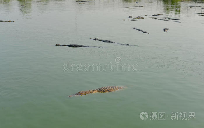 河里成群的鳄鱼