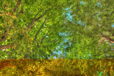 木材 射线 环境 植物 阳光 树叶 季节 分支 闪耀 自然
