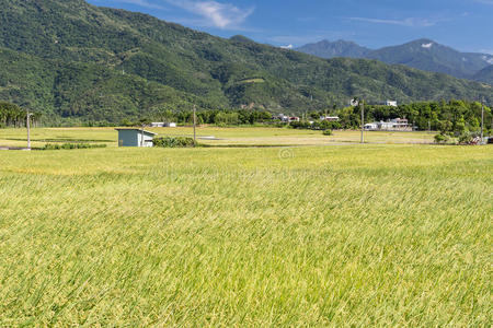 稻田景观