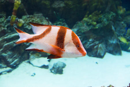 水族馆里的鱼