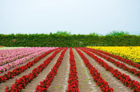 花园里一排排鸡冠花