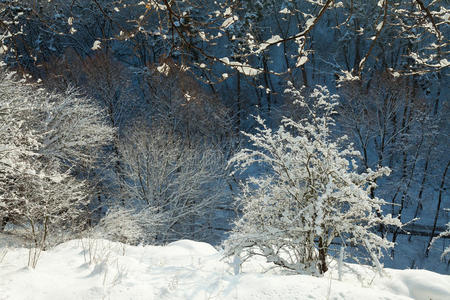 冬天的风景，树木被雪覆盖