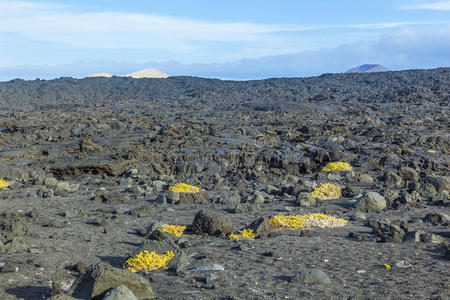 兰扎罗特火山石稀疏植被