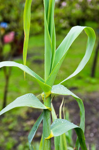 玉米植株