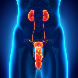 男性泌尿生殖系统照片