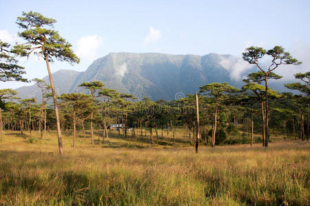 松树地。