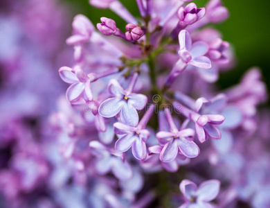 丁香花特写