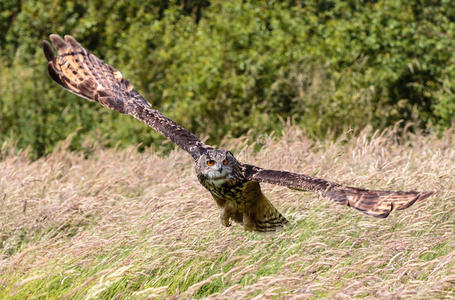 鹰猫头鹰低空俯冲在草地上