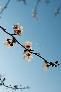 美丽的花樱花。背景是春天的花朵。