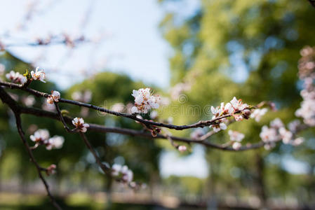 美丽的花樱花。背景是春天的花朵。