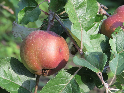 苹果园园艺有机食品