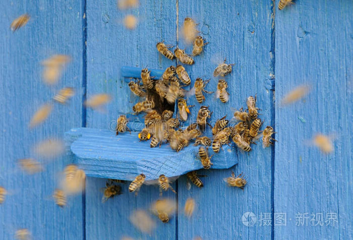 蜂巢素怎么吃_蜂巢素的禁忌_蜂巢素的口感