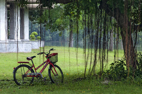 雨季公共公园树下的女士自行车
