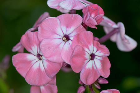 花束 植物区系 福禄考 紫色 盛开 花粉 开花 颜色 植物