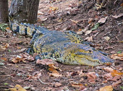 动物群 脂肪 秋天 着色 动物 鳄鱼 遭遇 落下 身体 环境
