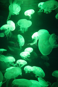 绿色背景的水母