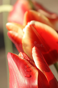 红郁金香