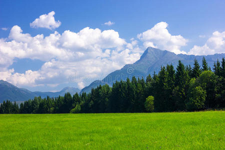 夏季景观