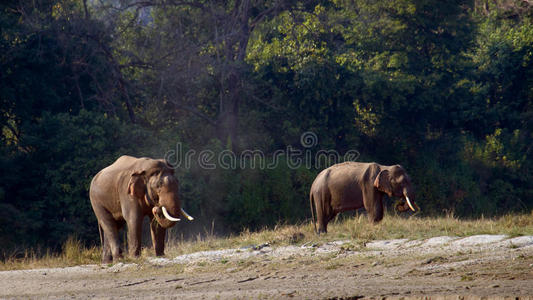 尼泊尔巴迪亚野生亚洲象