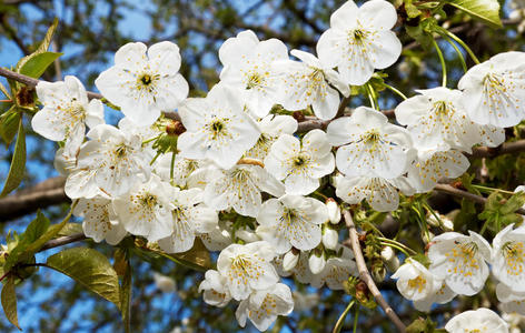 丛花梅