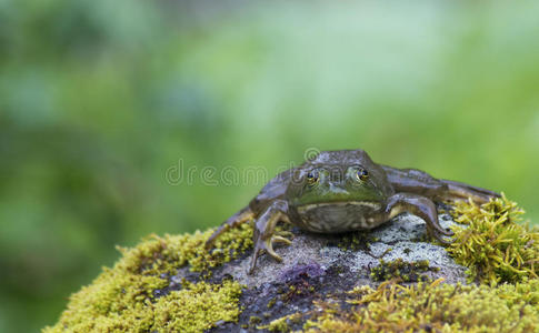 青蛙躺在长满青苔的岩石上。