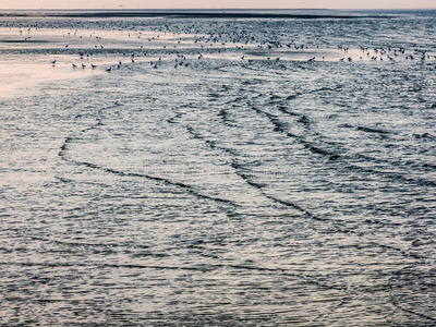 荷兰鹿特丹附近的鸟类和拍打的海浪的海景