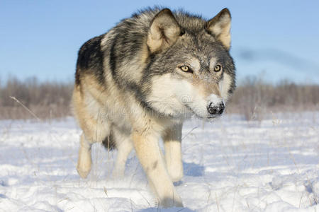 雪中木狼的超近距离照片