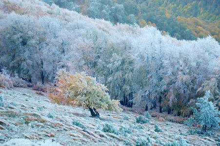 冬天的景色，霜冻覆盖了树