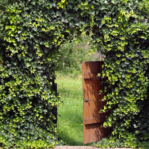 带常春藤拱门的花园门