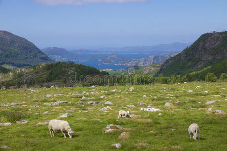 峡湾草地和绵羊010