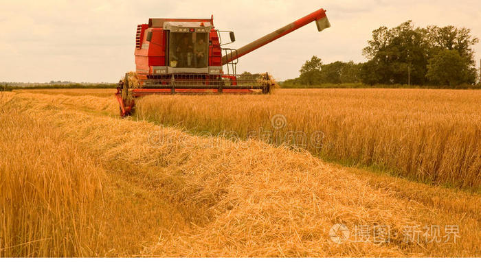 在夏天的下午收割大麦。