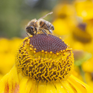 蜜蜂在松果菊上采蜜