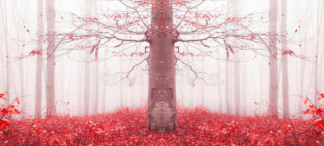 雾林中的红树